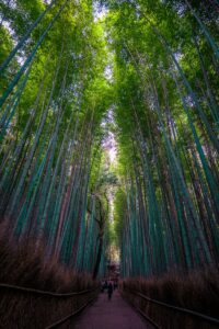 Free stock photo of arashiyama, arashiyama bamboo grove, bamboo