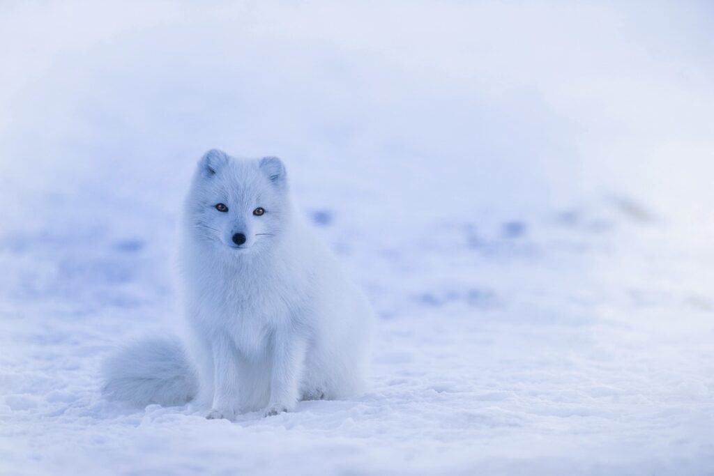 photo animaliere