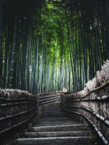 Stairs Surrounded by Bamboo Trees