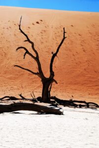 tree, desert, namibia