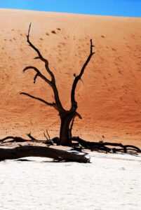 tree, desert, namibia