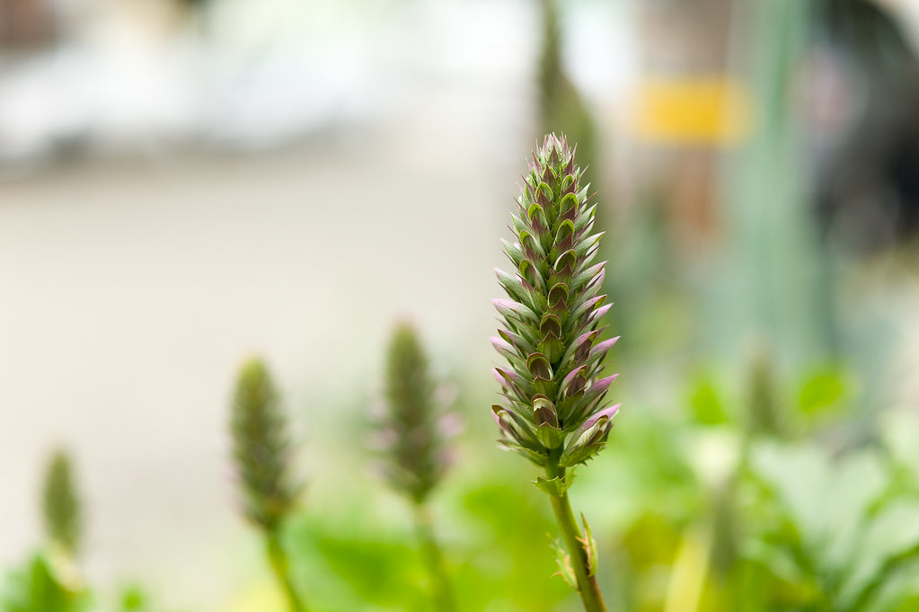 Effet Bokeh - Comprendre et utiliser le flou d'arrière plan