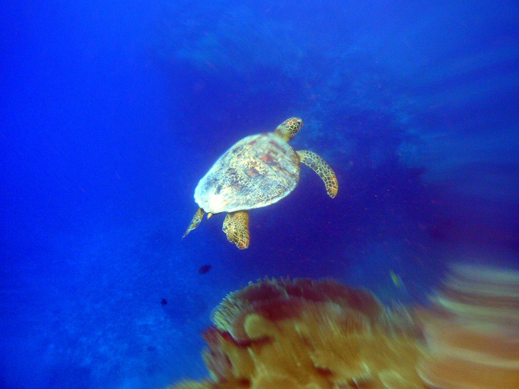 Quel appareil photo pour vos photos sous marine ?