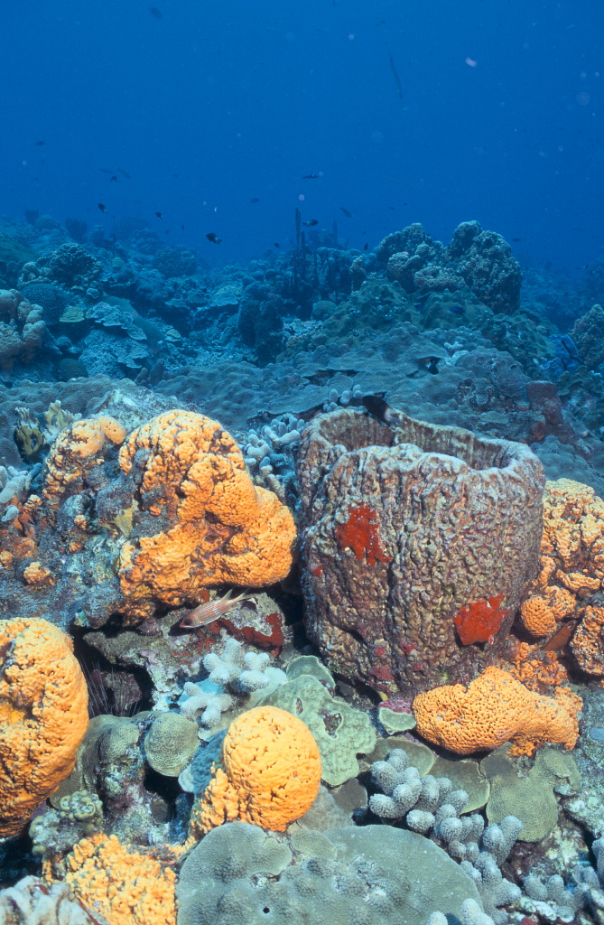 Quel appareil photo pour vos photos sous marine ?