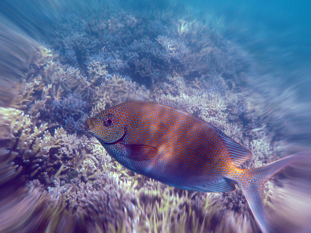 Quel appareil photo pour vos photos sous marine ?