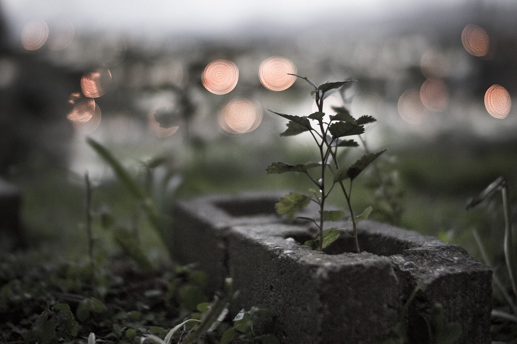 Effet Bokeh - Comprendre et utiliser le flou d'arrière plan