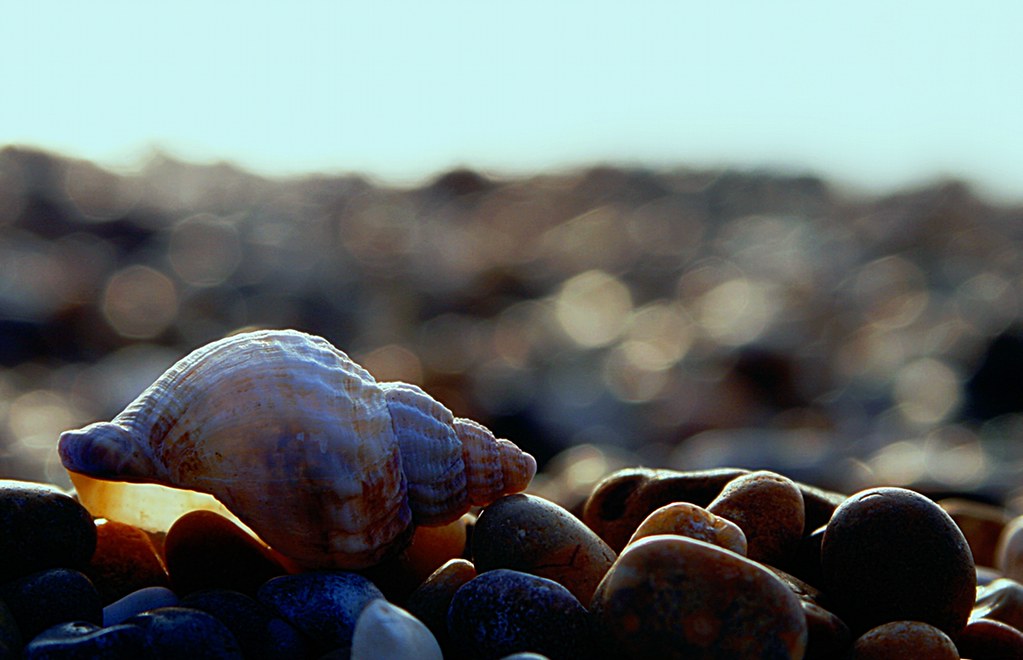 Effet Bokeh - Comprendre et utiliser le flou d'arrière plan